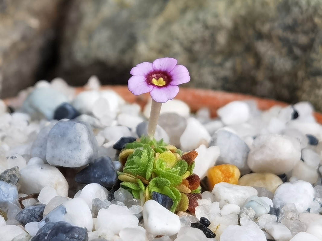 Dionysia afganica